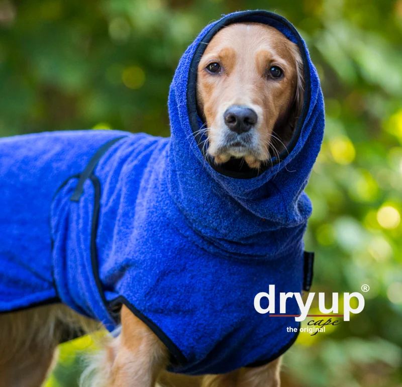 Dry-up Cape Blueberry