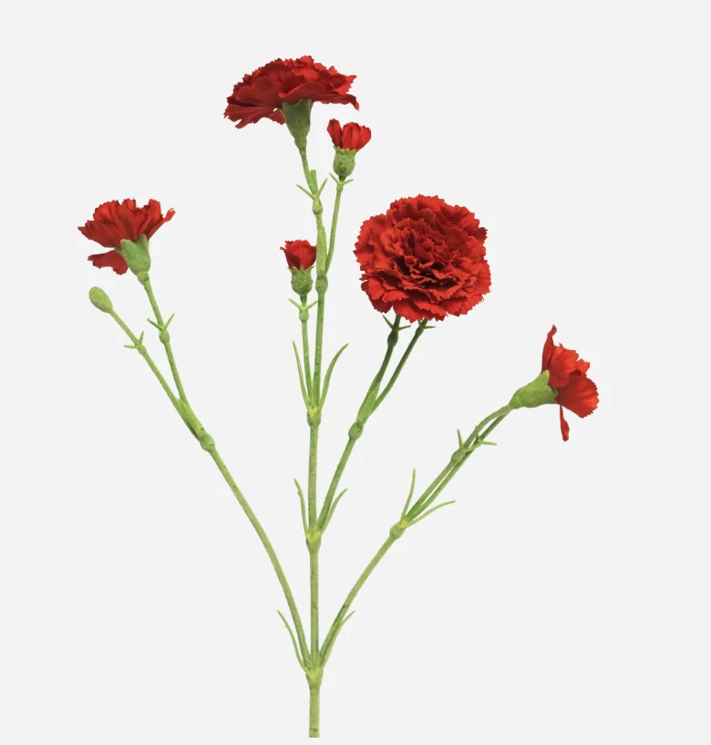 Dianthus Charly red 62cm